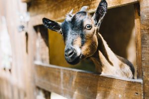 black-brown-goat-peeking-head-from-wooden-fence_23-2147923919