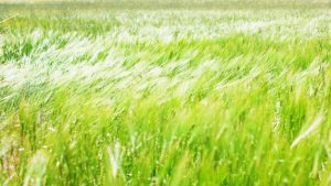 barley-field-windy-day_1149-766